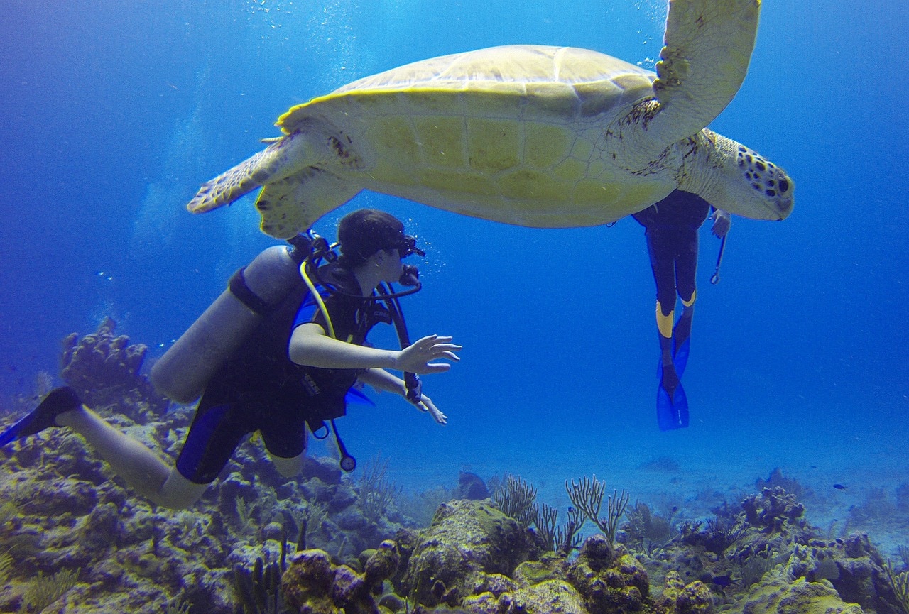 diver near turtle