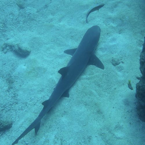 White tip reef shark laying on the sand