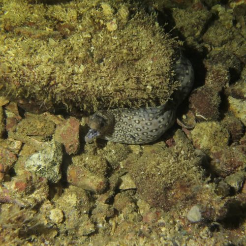 Night dives!