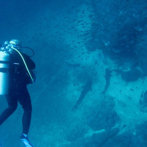 Diving with Sharks